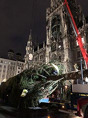 Um 6 Uhr begann man mit der Aufstellung des Christbaums aus Freyung-Grafenau auf dem Marienplatz (©Foto: Martin Schmitz)